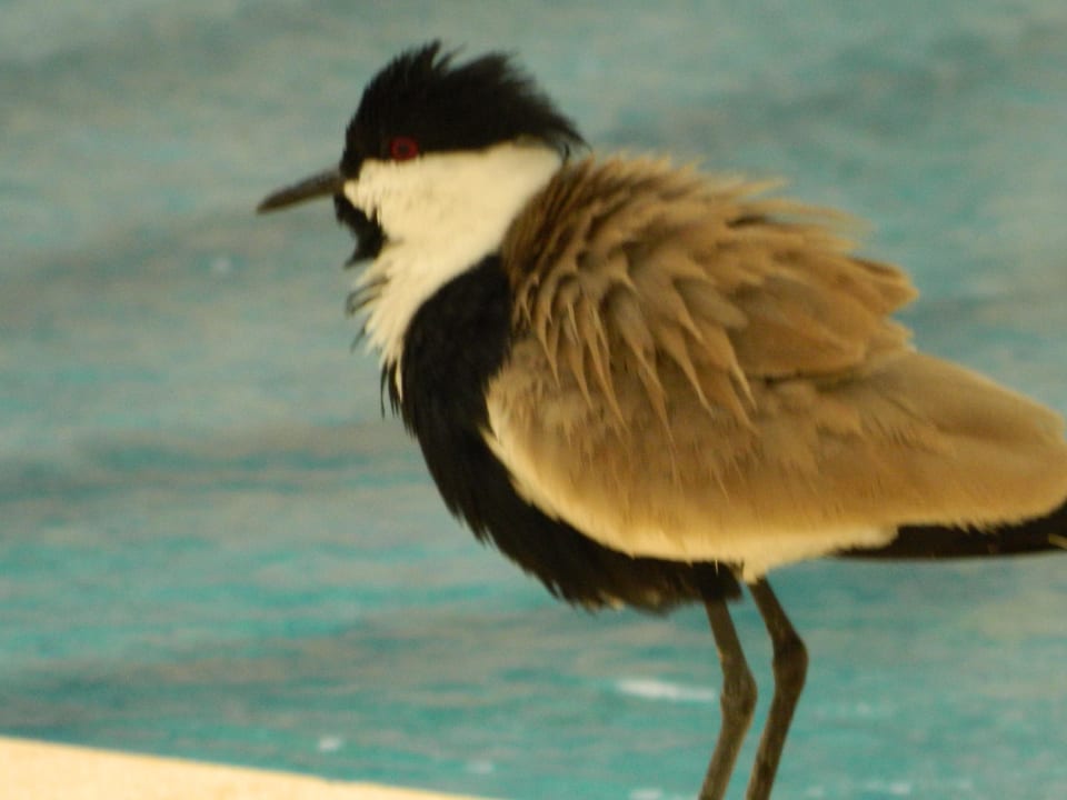 Badegast Brayka Bay Resort