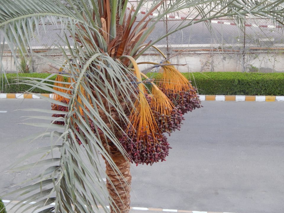 Вид из окна Desert Rose