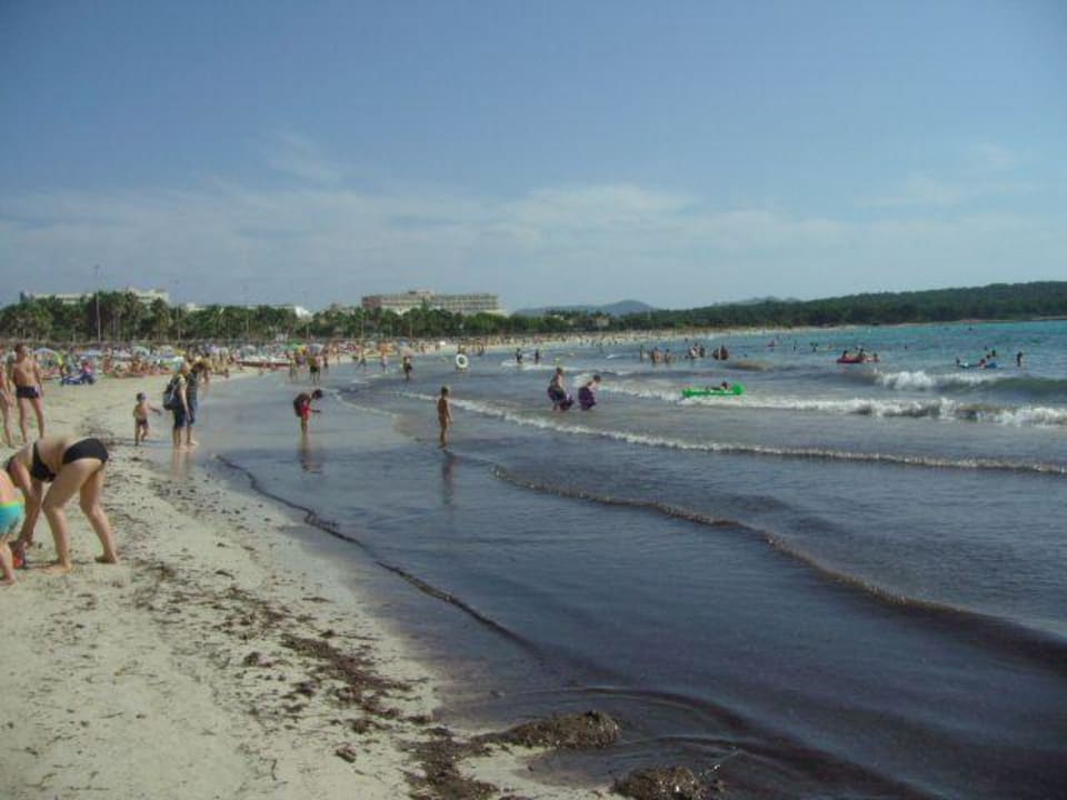 Algen am Strand Protur Palmeras Playa Aparthotel