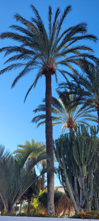 Gartenanlage Hotel Riu Monica - Adults only