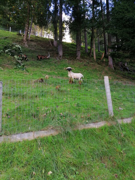 Gartenanlage Hotel Stadt Wien