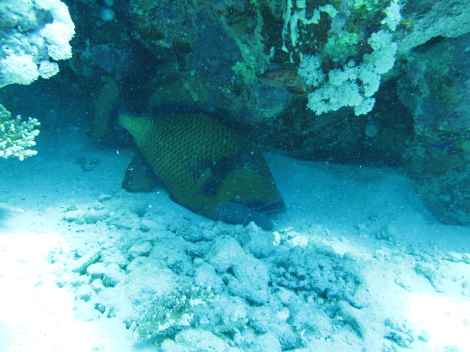 Sport & Freizeit Three Corners Equinox Beach Resort