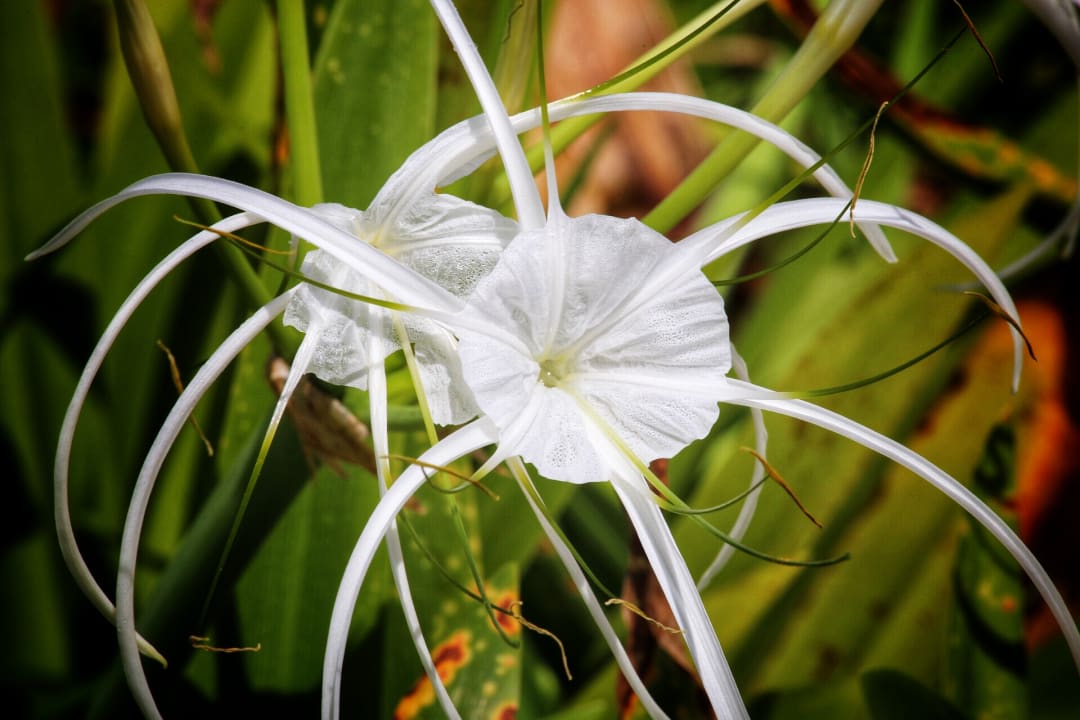 Gartenanlage Kantary Beach Hotel - KHAO LAK