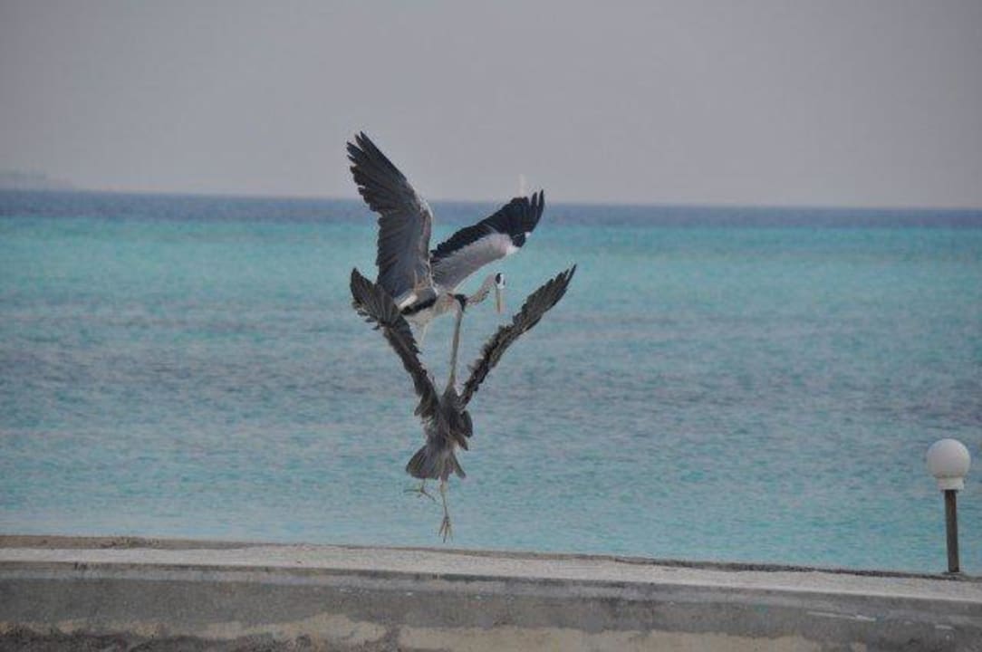 Kampf der Kraniche Summer Island Maldives
