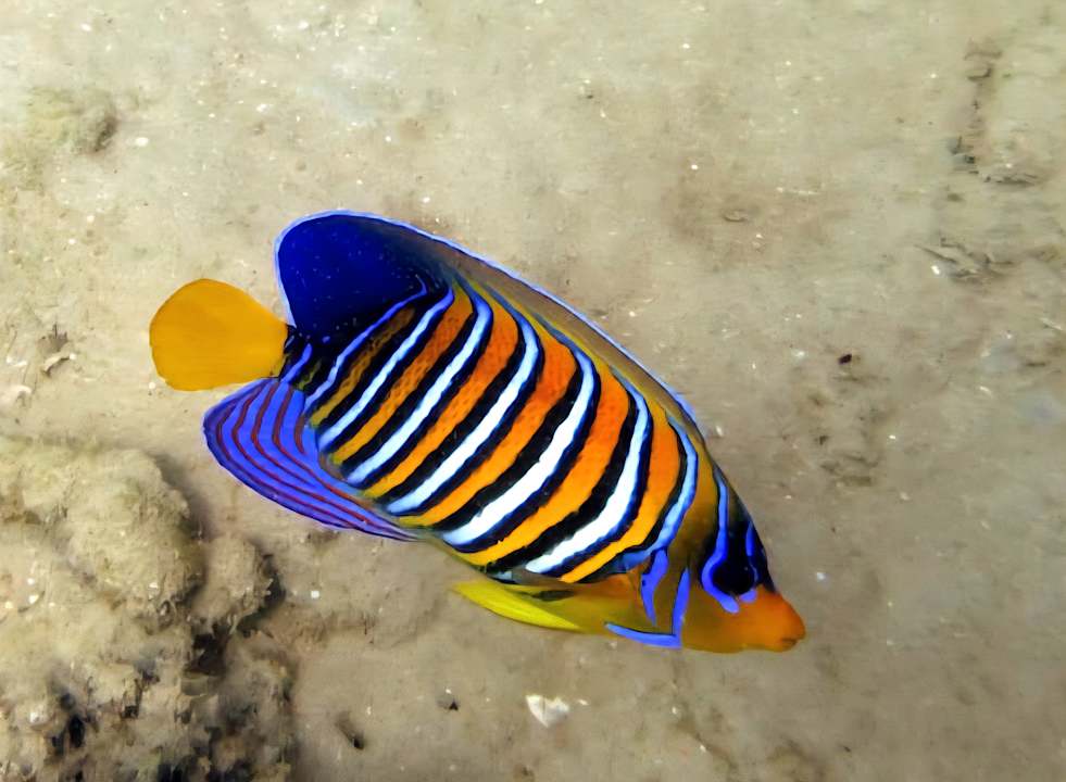 Sonstiges Three Corners Equinox Beach Resort