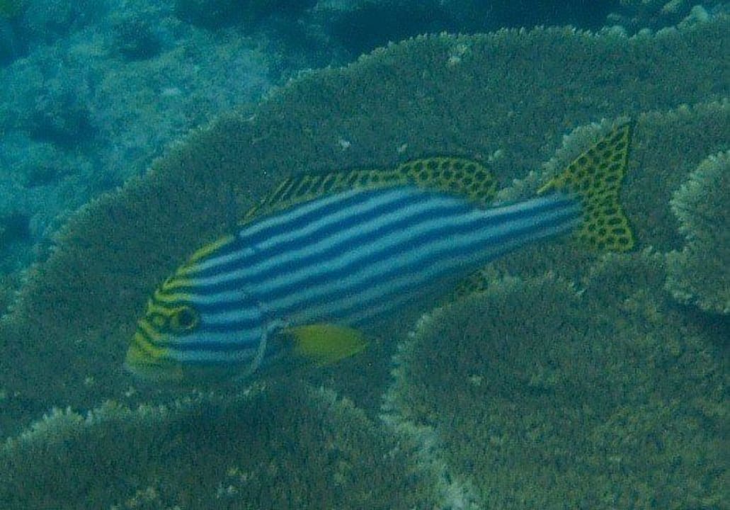 Schnorcheln Kuramathi Maldives