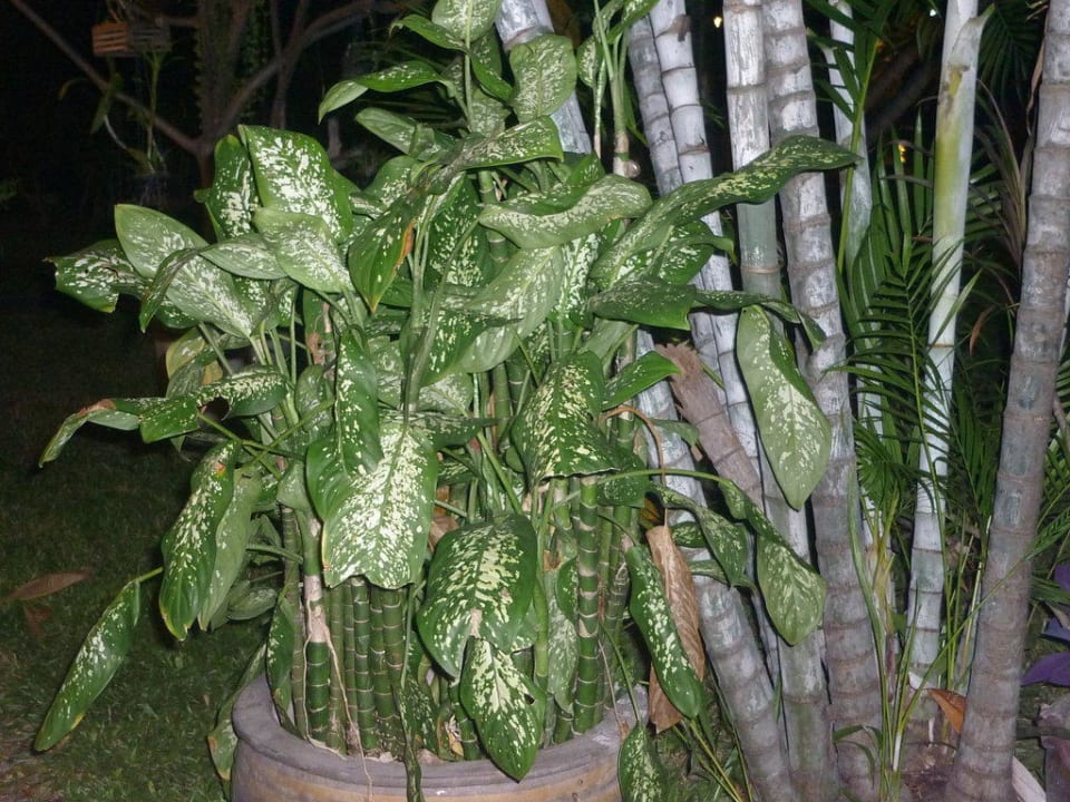 Dschungelgarten Hotel The Cottage