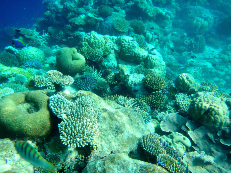 Unterwasserwelt Cinnamon Hakuraa Huraa Maldives