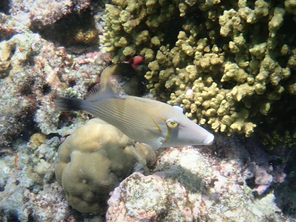 Sport & Freizeit NH Collection Maldives Reethi Resort