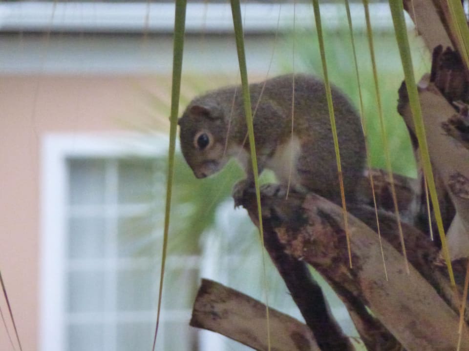 Gast vorm Schlafzimmerfenster  WorldQuest Orlando Resort