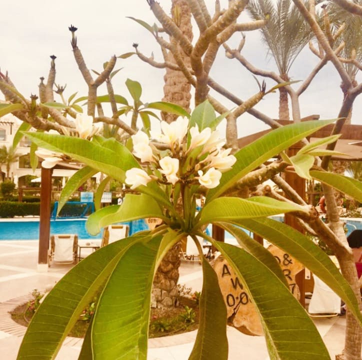 Gartenanlage Hotel JAZ Makadi Star & Spa