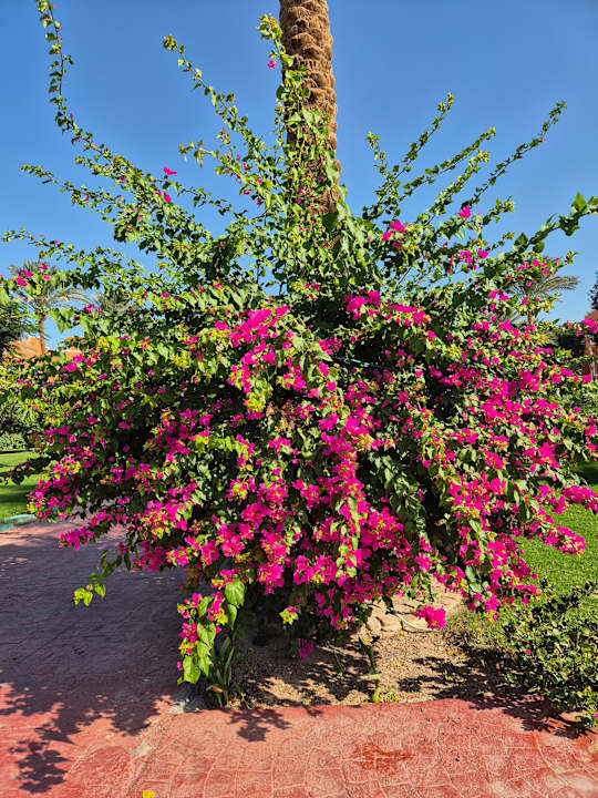 Außenansicht Sentido Caribbean World Soma Bay