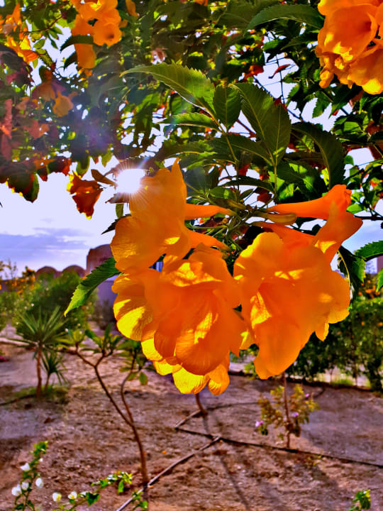 Gartenanlage Pickalbatros Sea World Resort - Marsa Alam