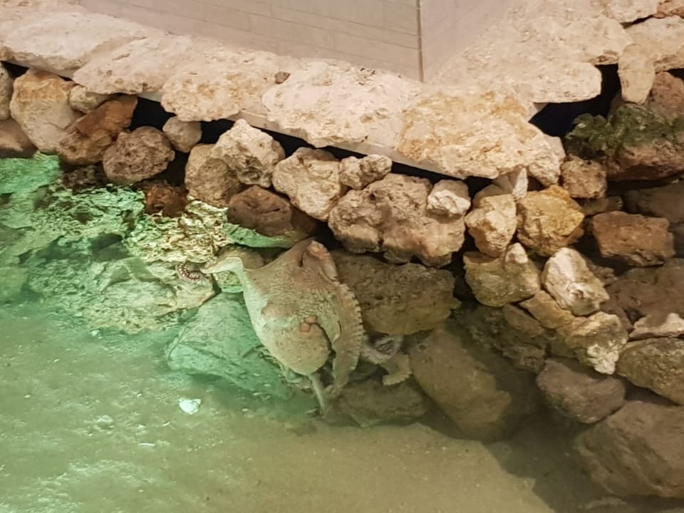 Sonstiges Sheraton Okinawa Sunmarina Resort