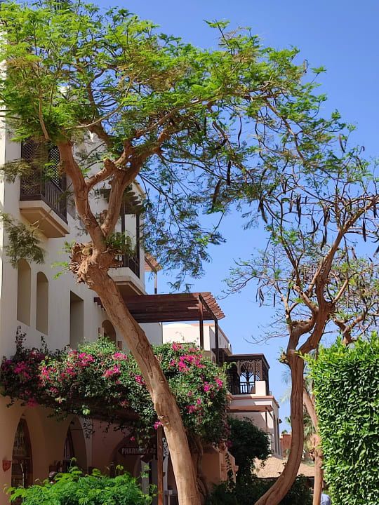 Gartenanlage Jaz Makadi Saraya Resort