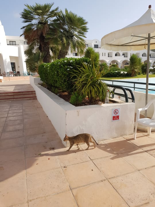 Sonstiges Club Palm Azur