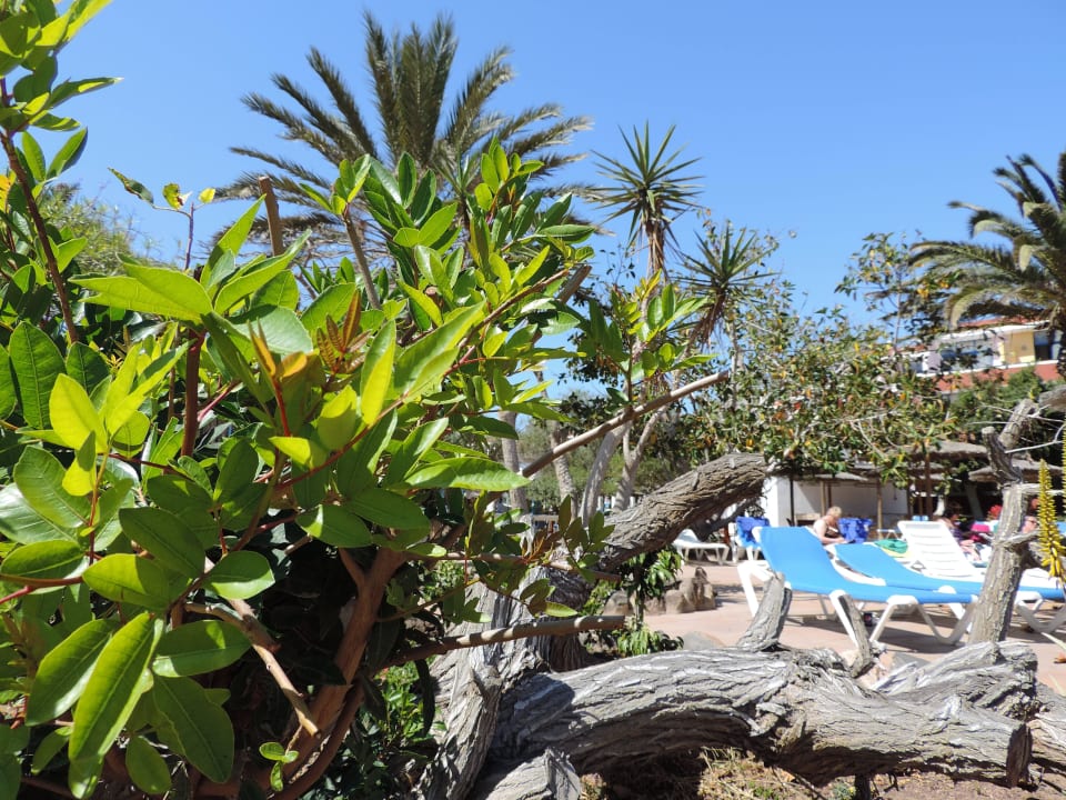 Sonne Pur SBH Fuerteventura Playa