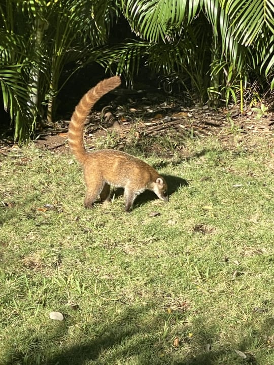 Gartenanlage Hotel Riu Palace Mexico