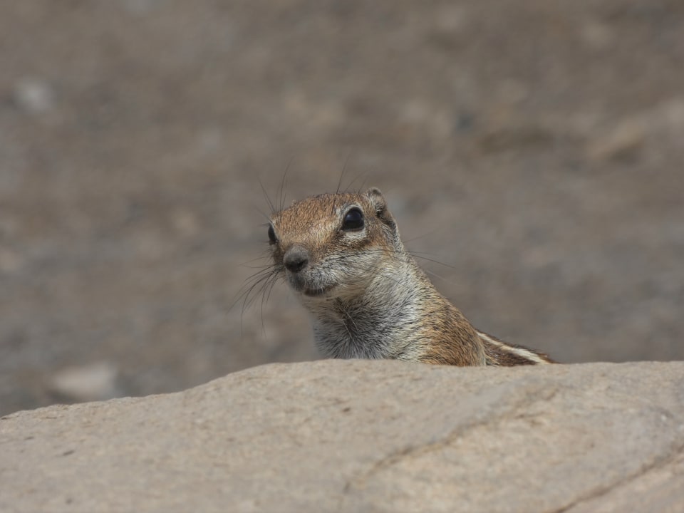 Streifenhörnchen La Pared Bakour Fuerteventura La Pared