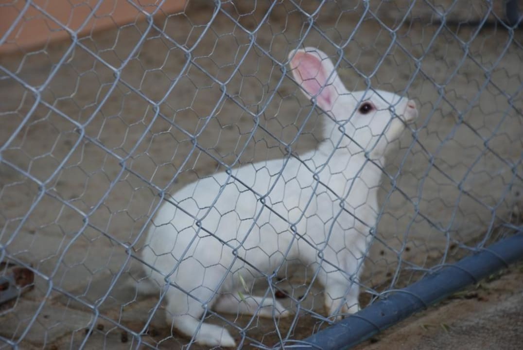 Кролик Lonicera Resort & Spa Hotel