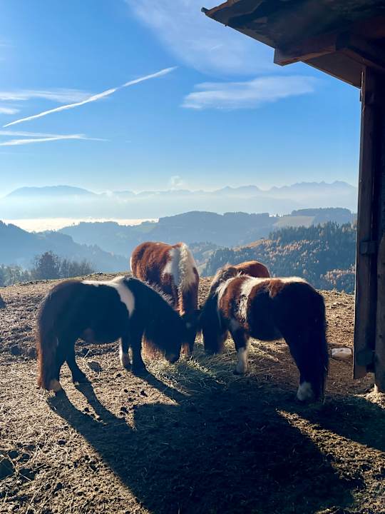 Ausblick Familien Resort Petschnighof - Familotel Kärnten