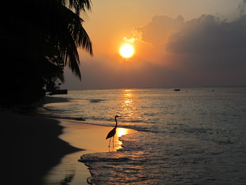 Romantisch Vilamendhoo Island Resort & Spa