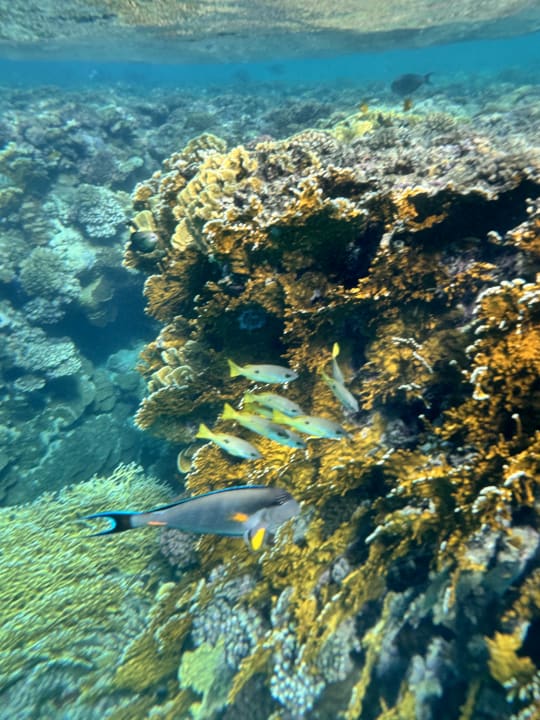 Strand Mövenpick Resort El Quseir