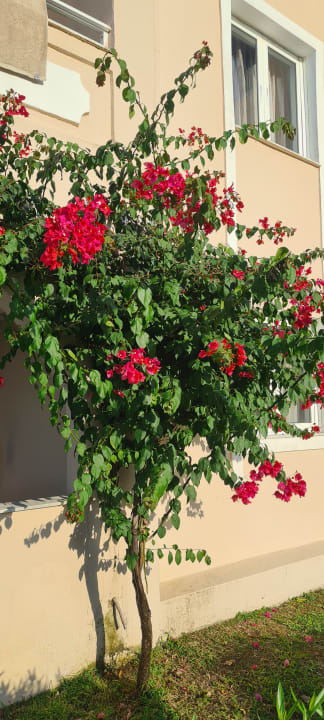 Gartenanlage Sandy Beach Resort