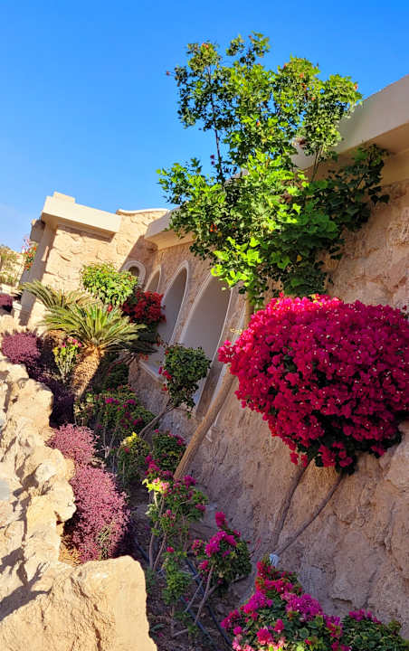 Gartenanlage Pickalbatros Citadel Resort