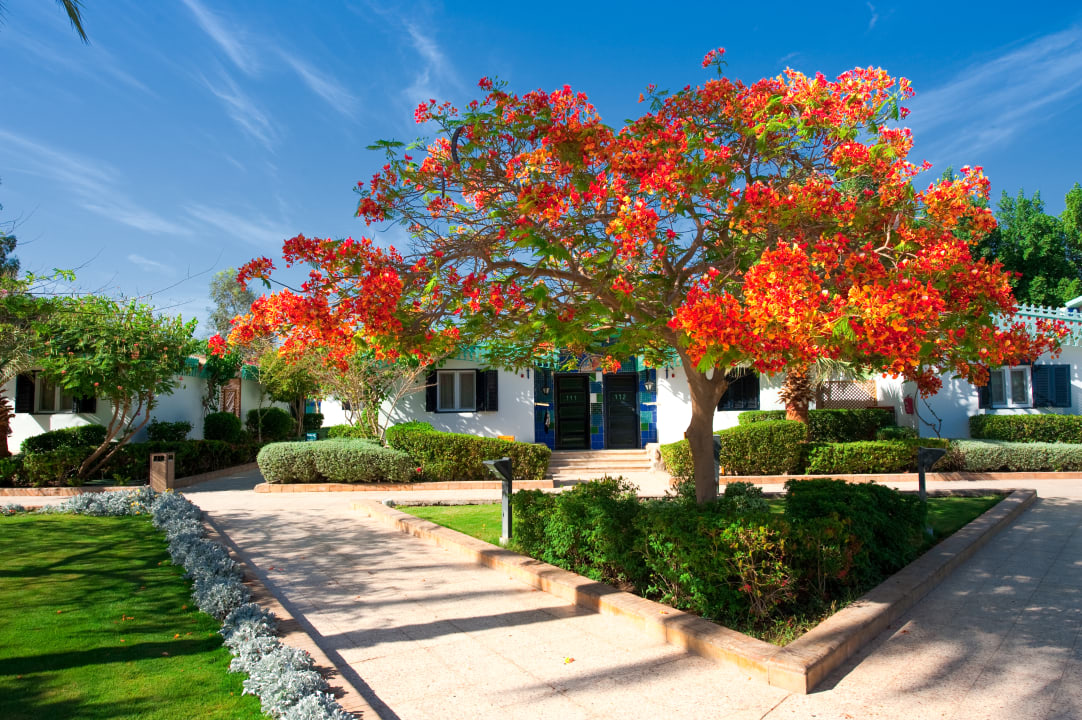 Gartenanlage Ghazala Beach