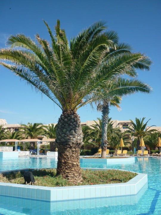 Palme im Pool Porto Bello Beach
