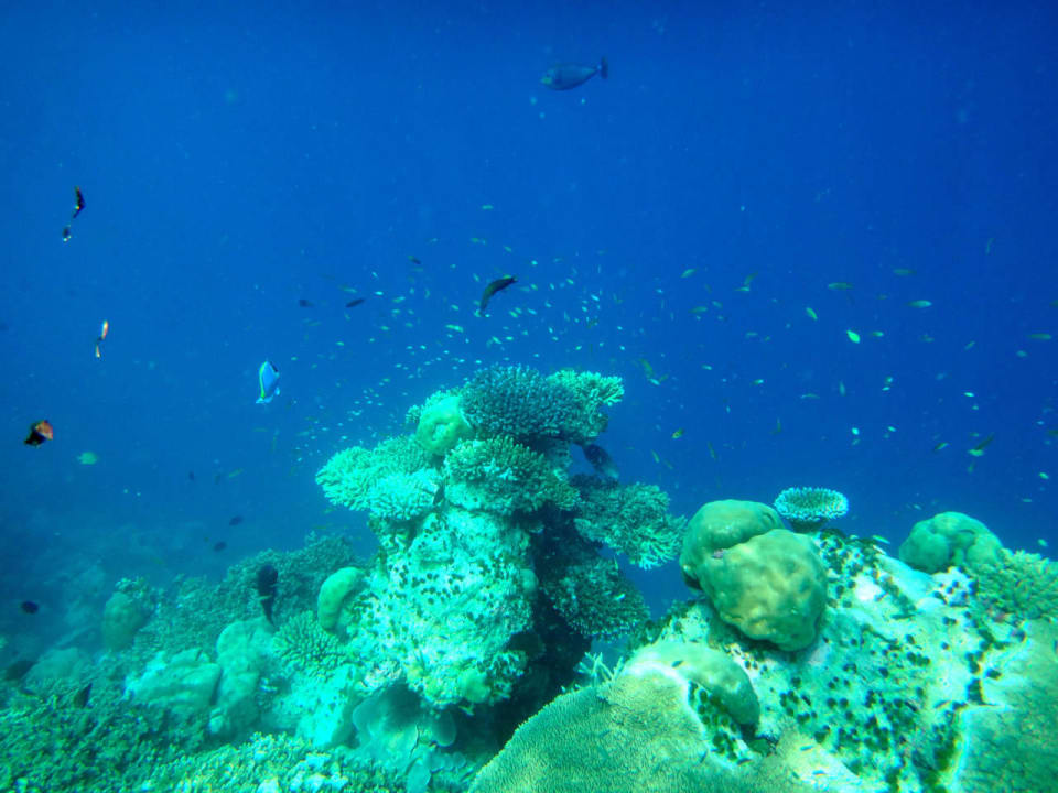 Unterwasserwelt Cinnamon Hakuraa Huraa Maldives