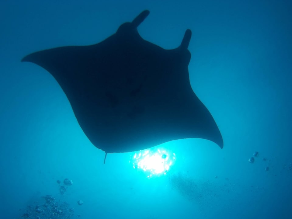 Mantatauchen Vilamendhoo Island Resort & Spa