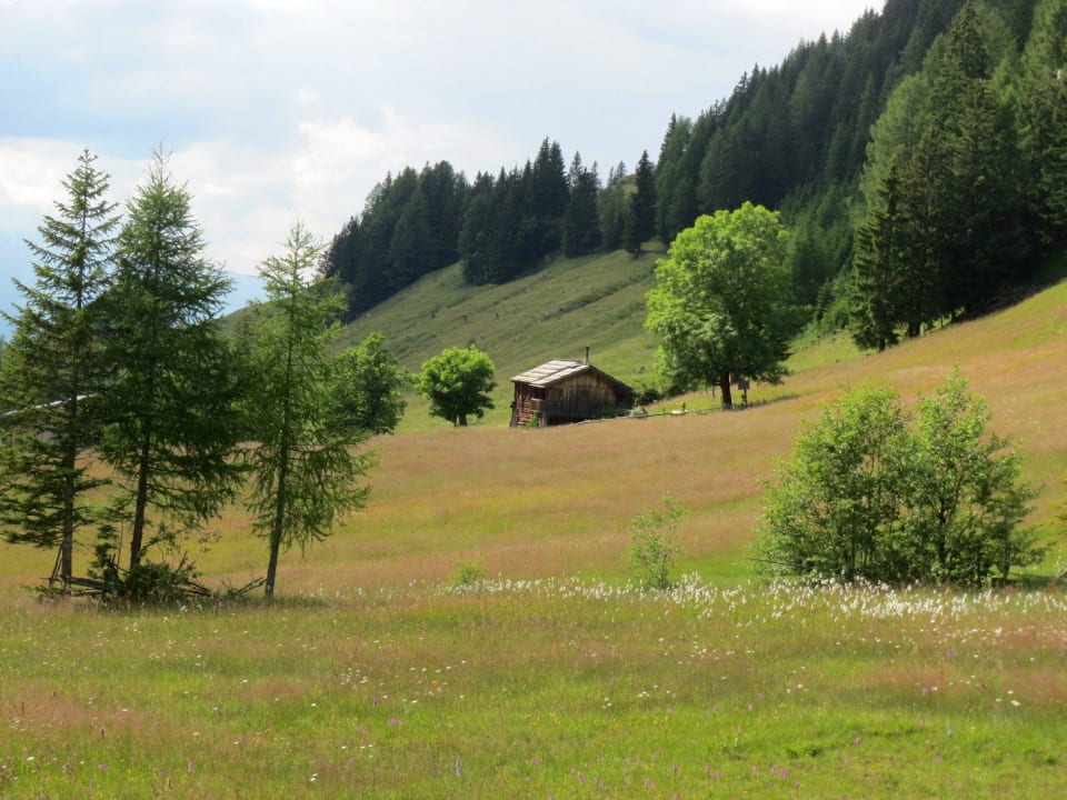 Feuchtwiese vor der Hütte Hütte MAG-KTN Bodner Kammer