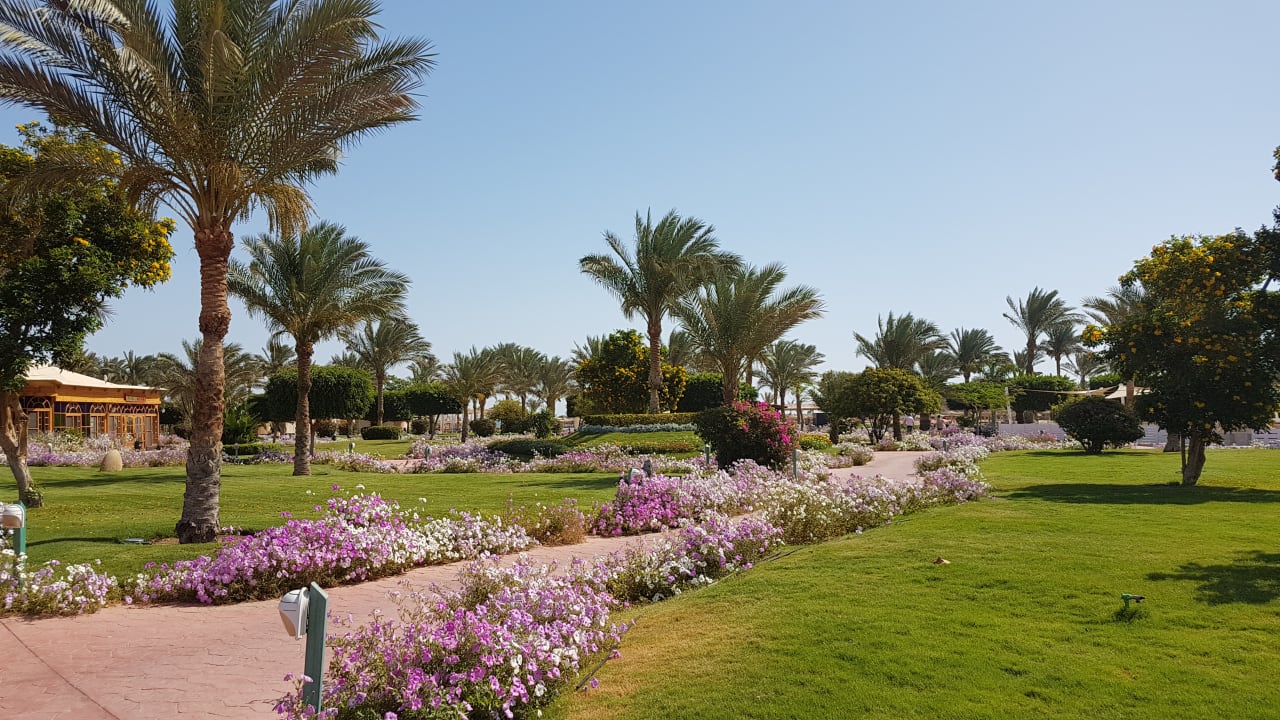 Gartenanlage Desert Rose