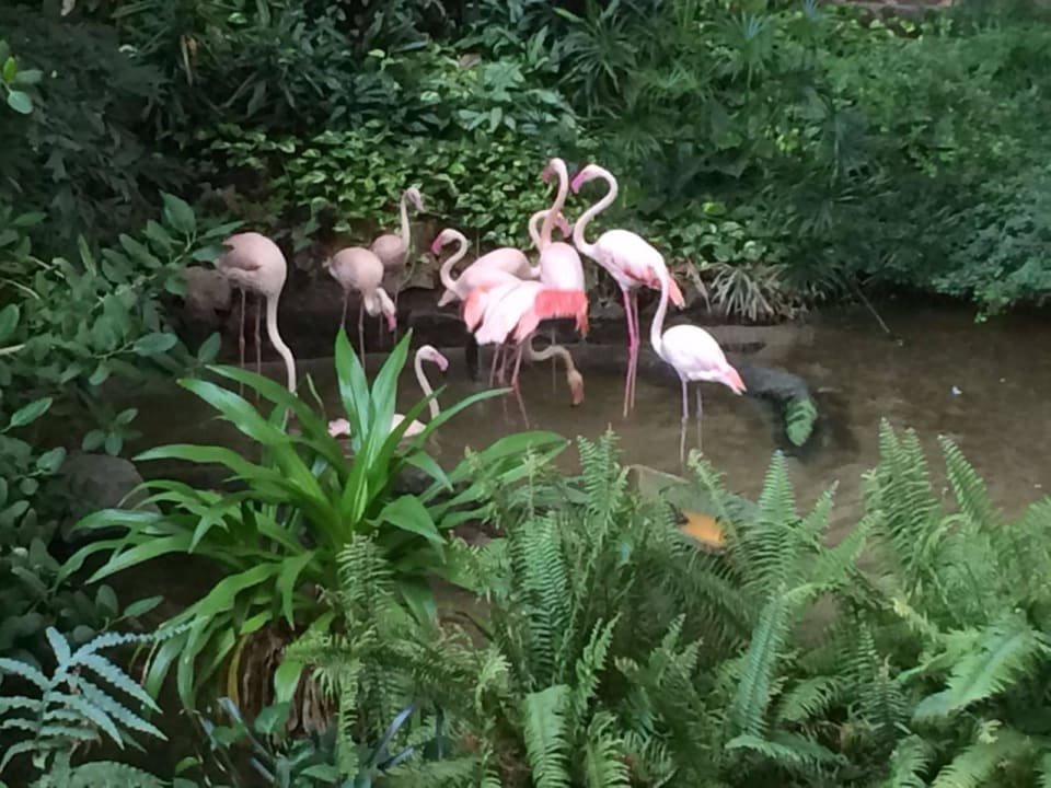 Flamingos Tropical Islands Resort