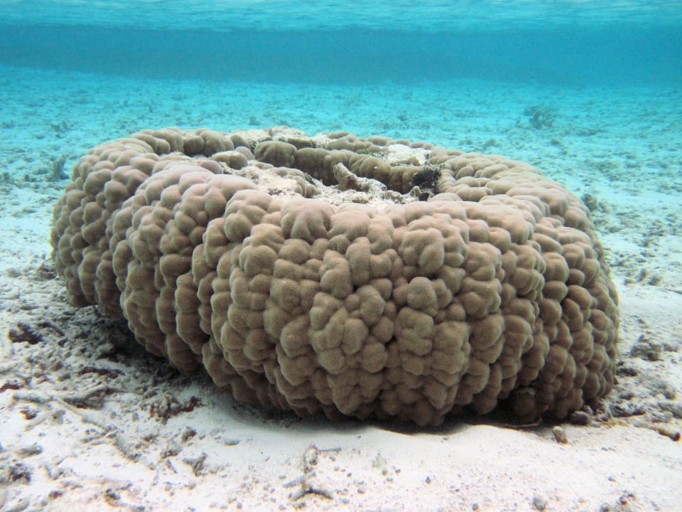Unterwasser direkt nähe Wasserbungalow Cinnamon Hakuraa Huraa Maldives