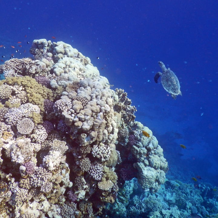 Sport & Freizeit Hotel Coral Garden