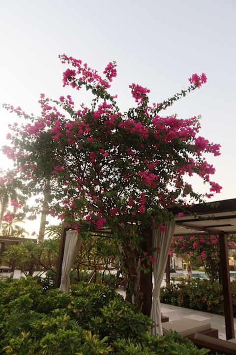 Gartenanlage Steigenberger Resort Ras Soma
