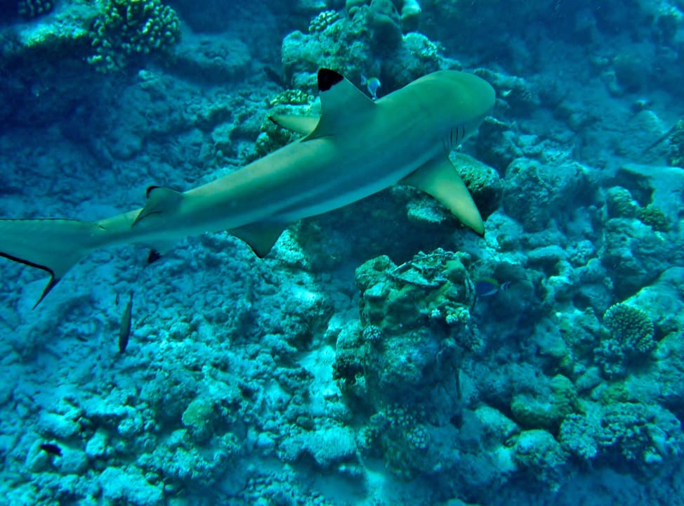 Riffhai Kuramathi Maldives