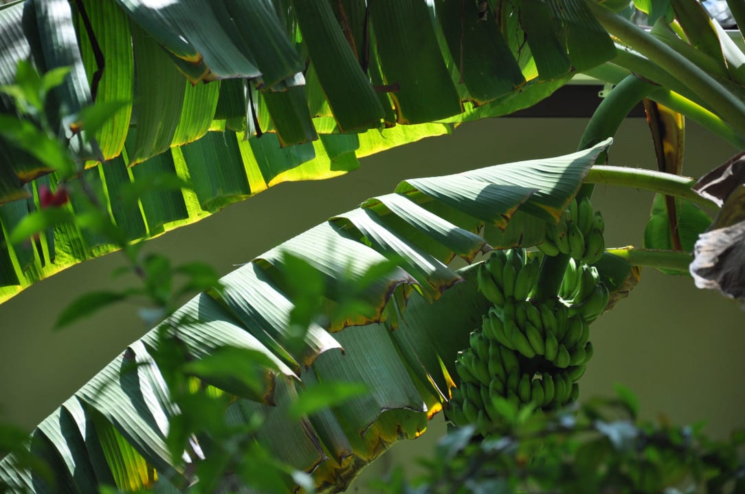 Kuramathi Kuramathi Maldives