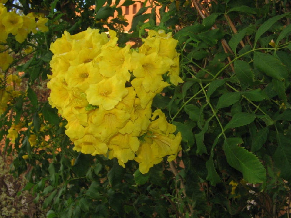 Blumen Makadi Palace