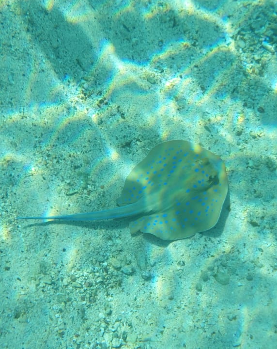 Sport & Freizeit Mövenpick Resort El Quseir