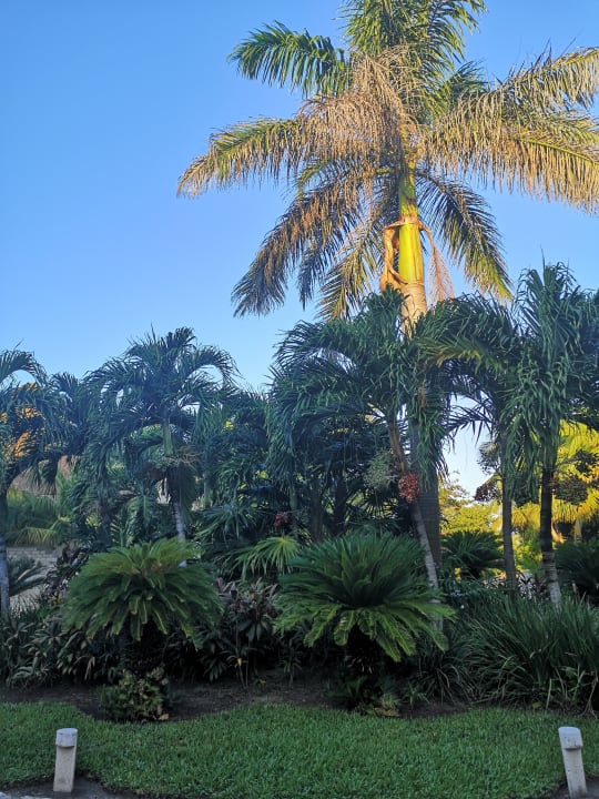 Gartenanlage Akumal Bay Beach & Wellness Resort