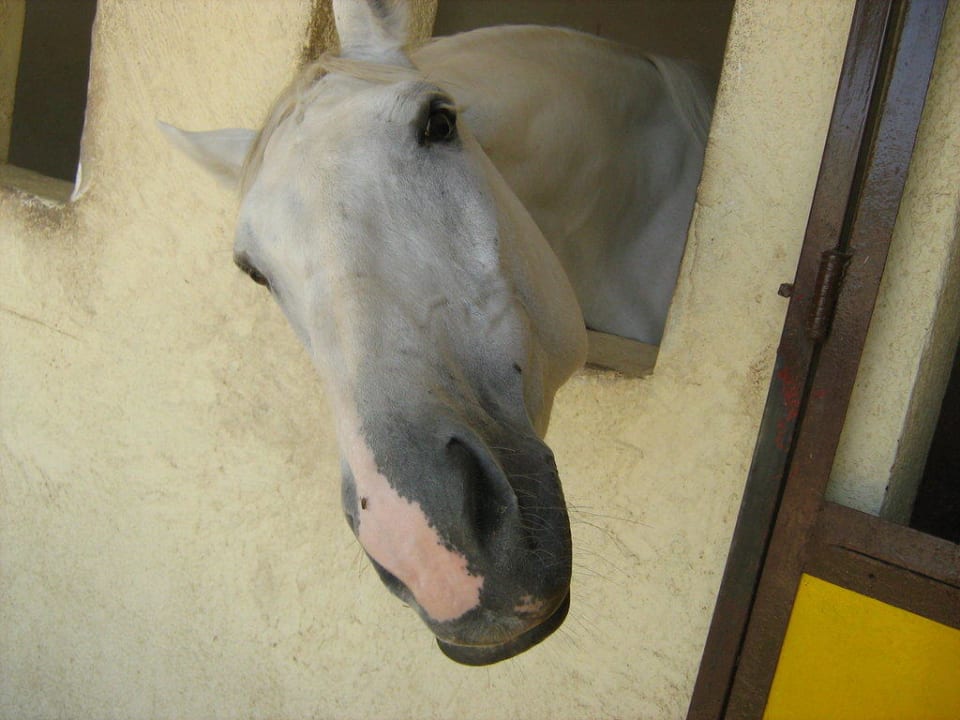 Катание верхом Concorde El Salam Hotel Sharm el Sheikh by Royal Tulip