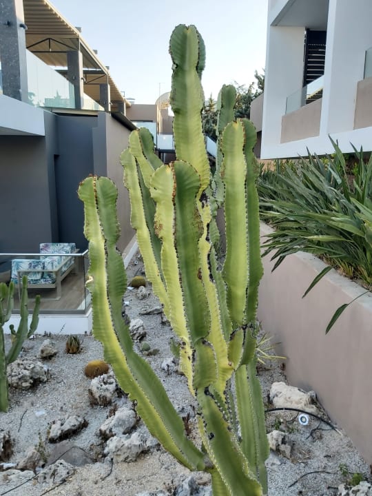 Gartenanlage Atlantica Mikri Poli Kos