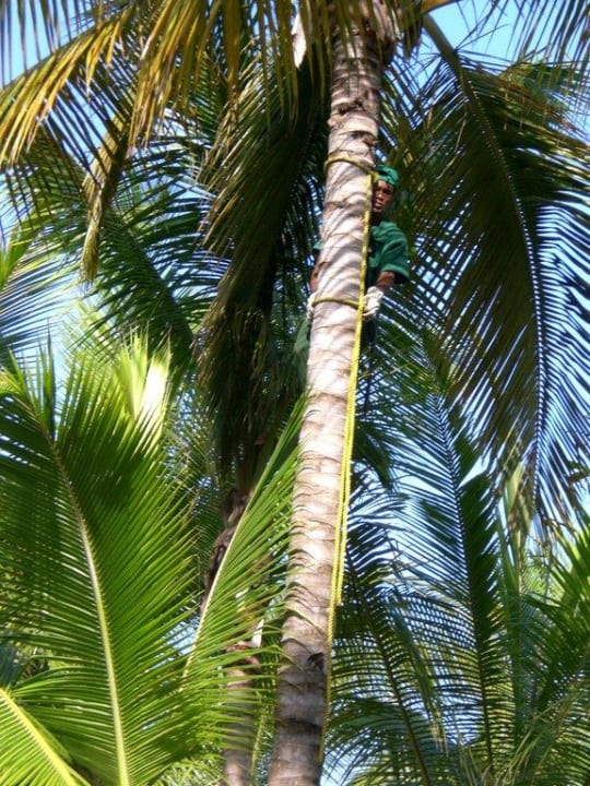 Pflege der Palmen per Hand Playabachata Hotel
