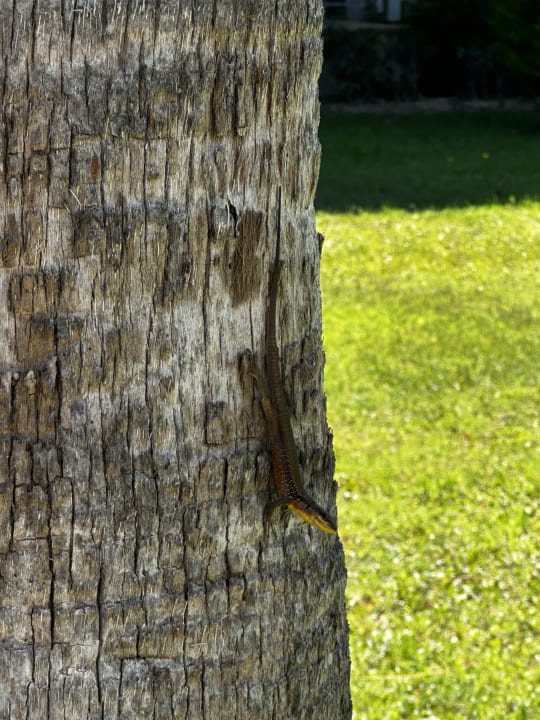 Gartenanlage Sunis Elita Beach Resort & Spa