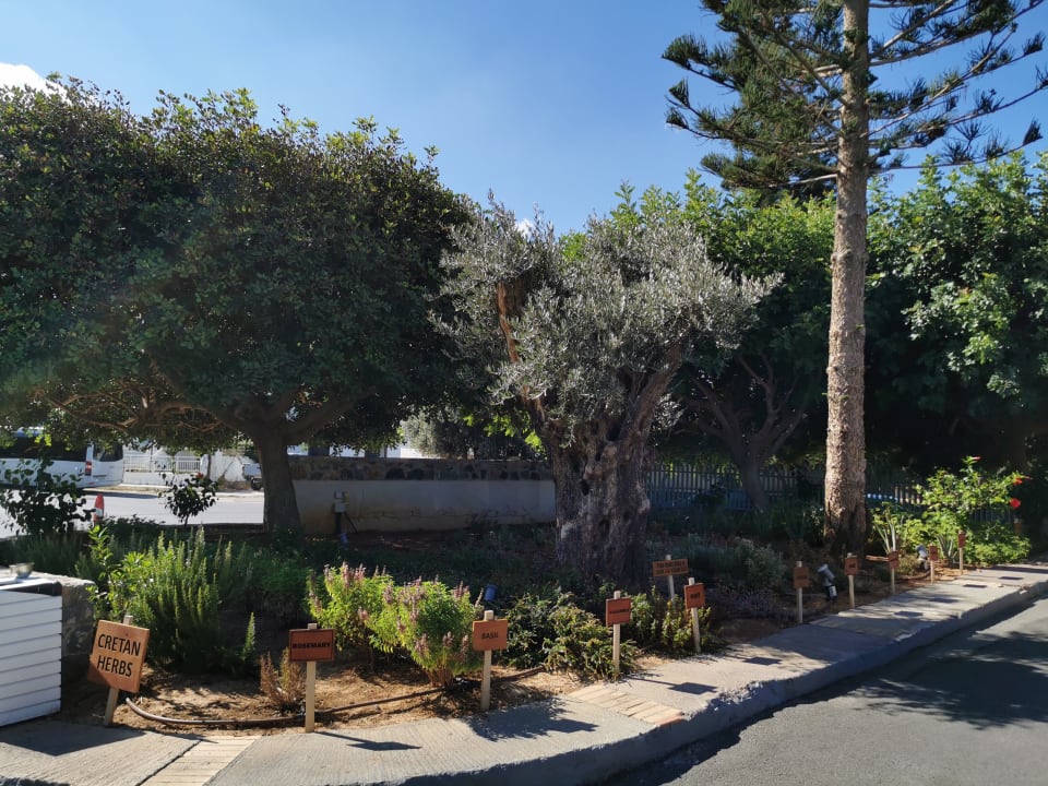 Gartenanlage Arina Beach Resort