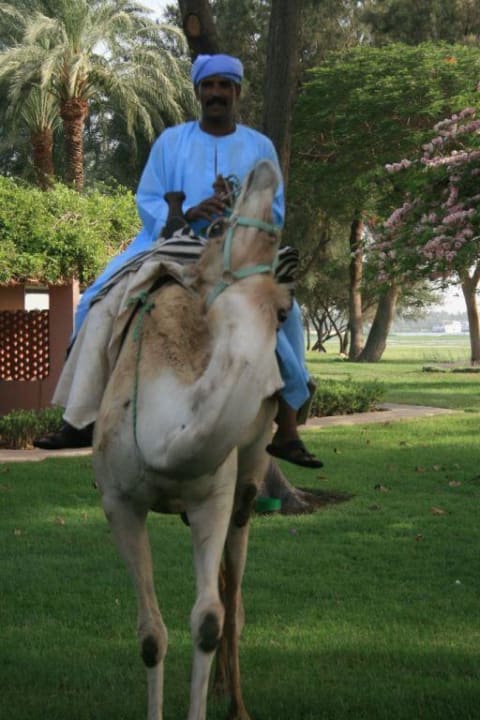 Das hoteleigene Dromedar Jolie Ville Kings Island Luxor